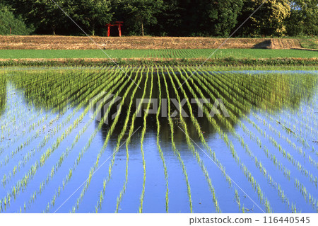 Japanese countryside Japanese countryside 116440545