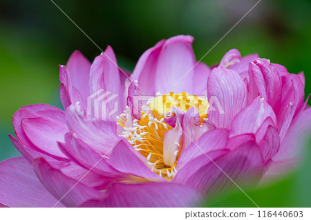 Lotus flower core 116440603