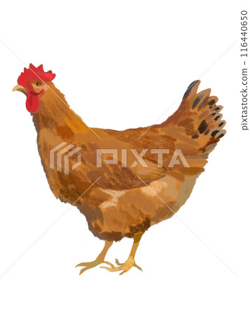 Local chicken (rooster) 116440650