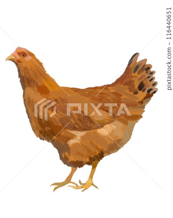Local chicken (hen) 116440651