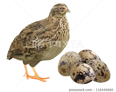 Quail and eggs Quail and eggs 116440660