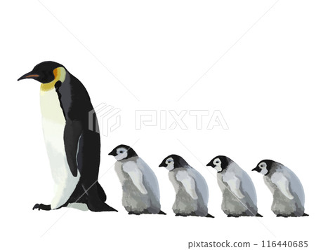 Penguin parents and children (5 birds) Penguin parents and children (5 birds) 116440685