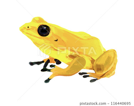 Moudokuya toad frog Moudokuya toad frog 116440695