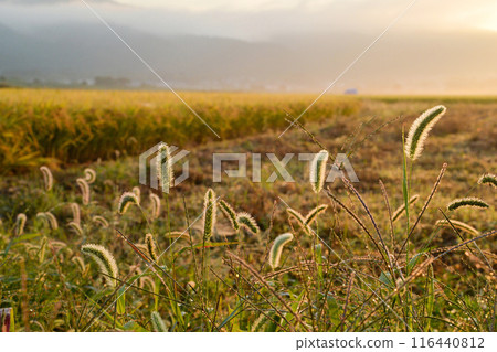 Japanese countryside 116440812