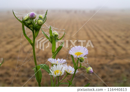 Japanese countryside Japanese countryside 116440813