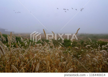 Japanese countryside Japanese countryside 116440814