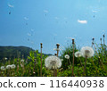 Dandelions flying in the blue sky 116440938