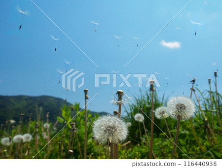 蒲公英在藍天上翩翩起舞 蒲公英在藍天上翩翩起舞 116440938