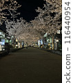 Illuminated cherry blossoms at night in spring 116440954