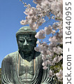 Great Buddha praying under cherry blossoms 116440955