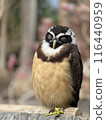 Sleeping owl 116440959