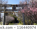 Japanese countryside cherry blossom plum 116440974