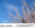 Japanese countryside cherry blossom plum 116440977