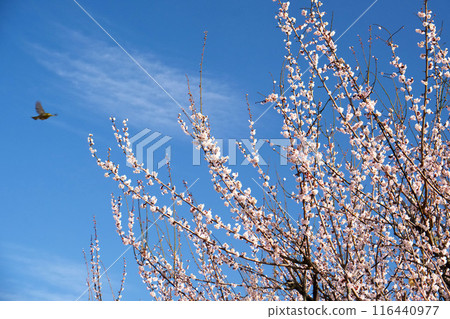 Japanese countryside cherry blossom plum 116440977