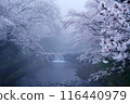Japanese countryside cherry blossom plum 116440979