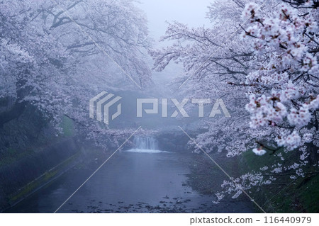 日本鄉村櫻花梅花 116440979