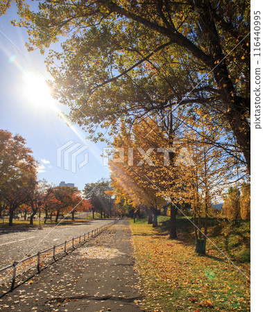 A park where the sun is shining and the autumn leaves are beautiful A park where the sun is shining and the autumn leaves are beautiful 116440995