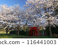 Cherry blossoms blooming in the Japanese countryside 116441003