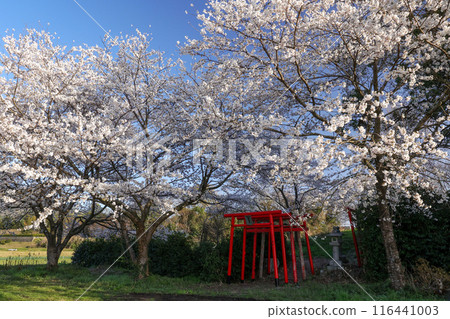 Cherry blossoms blooming in the Japanese countryside 116441003