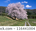 Cherry blossoms blooming in the Japanese countryside 116441004