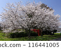 Cherry blossoms blooming in the Japanese countryside 116441005