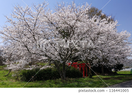 日本鄉村的櫻花盛開 日本鄉村的櫻花盛開 116441005