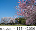 Cherry blossoms blooming in the Japanese countryside 116441030