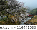 Cherry blossoms blooming in the Japanese countryside 116441033