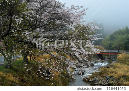 Cherry blossoms blooming in the Japanese countryside 116441033