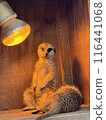 Creatures that warm with light 116441068