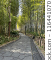 Road with bamboo grove 116441070