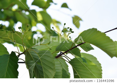 Adzuki Pear Tree Adzuki Pear Tree 116441096