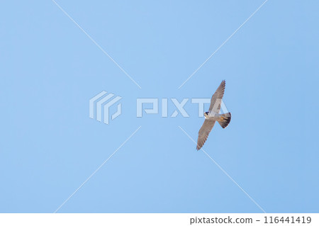 A beautiful Peregrine Falcon (Falconidae) soaring to hunt on the banks of the Tone River, Gunma Prefecture, Japan. 116441419