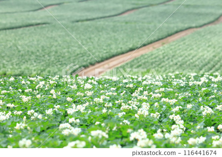 Potato fields in the mountains, scenery of eastern Hokkaido, potato flowers 116441674