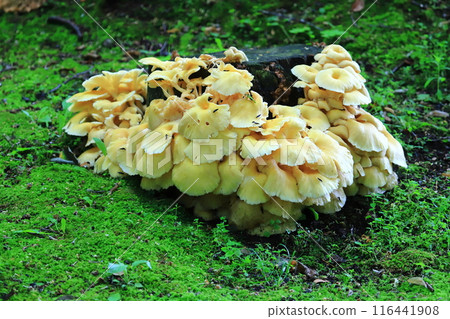 腐爛的樹樁田母茸、田野菇、食用菌、田母茸 116441908