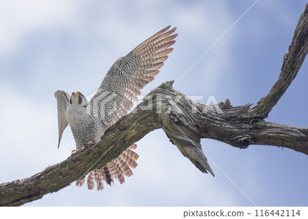 隼鳥即將飛出 隼鳥即將飛出 116442114