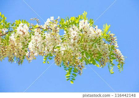 Flowers around the house, various in all seasons. The false acacia trees on the riverbank are covered with beautiful white clusters of flowers. Flowers around the house, various in all seasons. The false acacia trees on the riverbank are covered with beautiful white clusters of flowers. 116442148