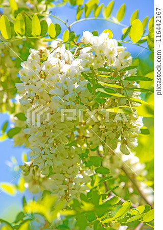 Flowers around the house, various in all seasons. The false acacia trees on the riverbank are covered with beautiful white clusters of flowers. 116442167