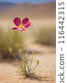 pink cosmos flower on sand beach 116442315