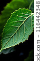 green leaf texture with water drops 116442348