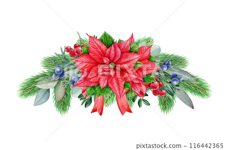 Winter season vintage style floral decor with poinsettia, pine twigs. Watercolor illustration. Christmas time festive painted decor with conifer, eucalyptus, berries, poinsettia. White background Winter season vintage style floral decor with poinsettia, pine twigs. Watercolor illustration. Christmas time festive painted decor with conifer, eucalyptus, berries, poinsettia. White background 116442365