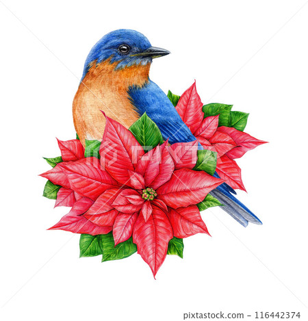 Winter season decoration with poinsettia and garden bird. Watercolor vintage style illustration. Hand drawn Christmas festive decor with bluebird and poinsettia flower. Isolated on white background 116442374