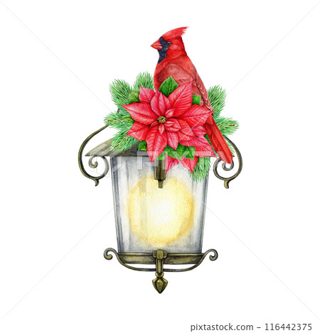 Winter time vintage style floral decor with red cardinal bird and lantern. Watercolor illustration. Christmas time festive painted decoration with lantern, pine, poinsettia, bird. White background 116442375