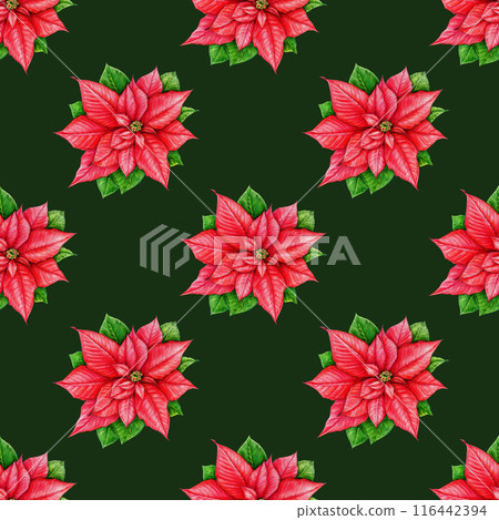 Poinsettia flower winter seamless pattern. Watercolor vintage style illustration. Christmas time painted traditional decor poinsettia flowers. Winter time festive seamless pattern on dark background Poinsettia flower winter seamless pattern. Watercolor vintage style illustration. Christmas time painted traditional decor poinsettia flowers. Winter time festive seamless pattern on dark background 116442394