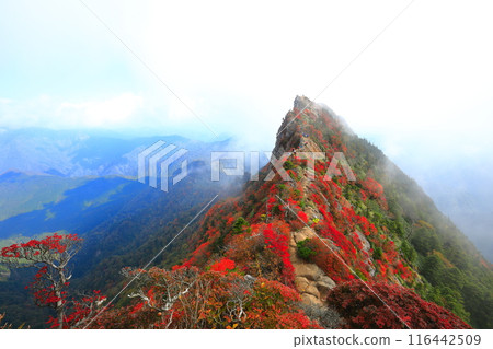 [Ehime Prefecture] Mt. Tengu (Mt. Ishizuchi) with autumn leaves shrouded in fog 116442509