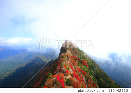 [Ehime Prefecture] Mt. Tengu (Mt. Ishizuchi) with autumn leaves shrouded in fog 116442510
