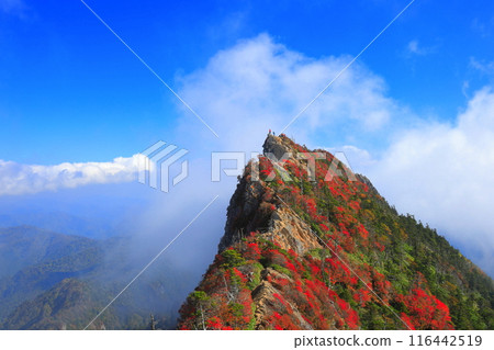 [愛媛郡] 天狗山（石鎚山）秋葉籠罩在霧中 116442519