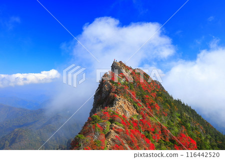 [Ehime Prefecture] Mt. Tengu (Mt. Ishizuchi) with autumn leaves shrouded in fog 116442520