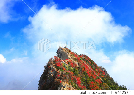 [愛媛郡] 天狗山（石鎚山）秋葉籠罩在霧中 116442521