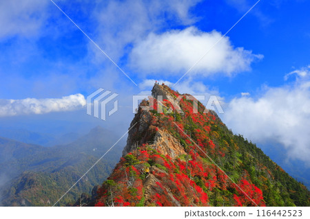 [Ehime Prefecture] Mt. Tengu (Mt. Ishizuchi) with autumn leaves shrouded in fog 116442523